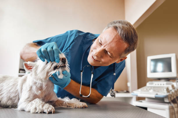 Best Weekend Emergency Dentist in East Highland Park, VA